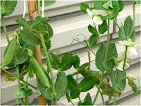 �G���h�E�i氓��j