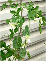 �G���h�E�i氓��j