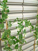 �G���h�E�i氓��j