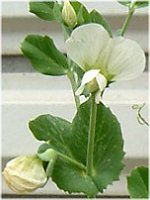 �G���h�E�i氓��j