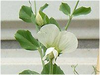 �G���h�E�i氓��j