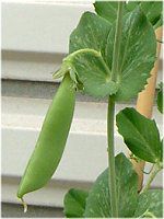 �G���h�E�i氓��j