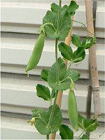 �G���h�E�i氓��j