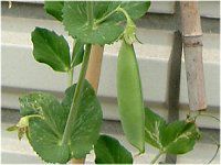 �G���h�E�i氓��j