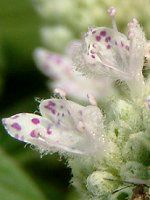 }Ee~g(mountain mint) 