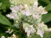 }Ee~g(mountain mint)