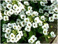 XC[gAbT(sweet alyssum)