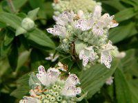 }Ee~g(mountain mint)