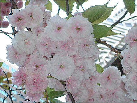八重桜 カンザン 関山 かぎけんweb 八重桜 カンザン 関山 かぎけんweb