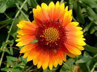 KCfBA(Gaillardia)