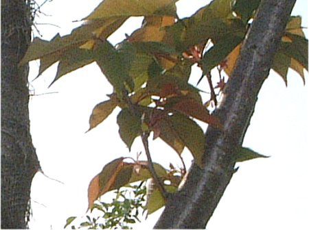 サトザクラ 里桜 かぎけんweb サトザクラ 里桜 かぎけんweb