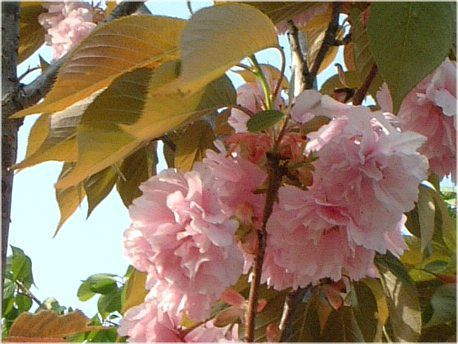 サトザクラ 里桜 かぎけんweb