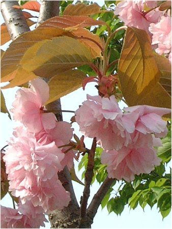 サトザクラ 里桜 かぎけんweb サトザクラ 里桜 かぎけんweb