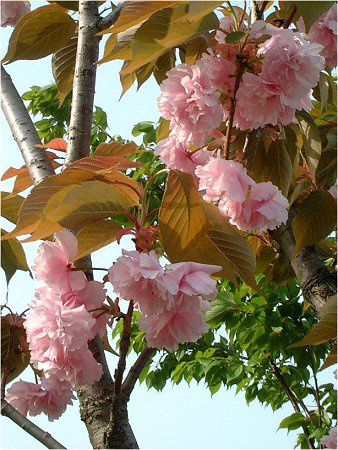 サトザクラ 里桜 かぎけんweb サトザクラ 里桜 かぎけんweb