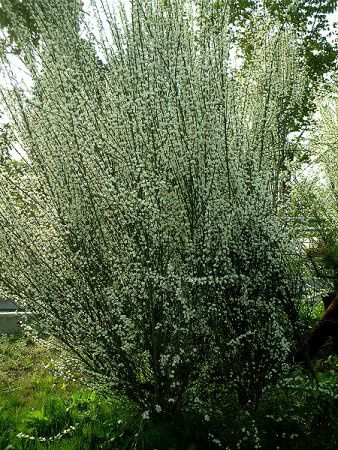 シロバナエニシダ 白花金雀枝 かぎけんweb
