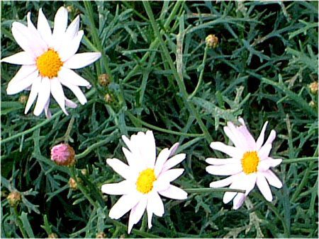 }[KbgERbgsN(Marguerite 'Comet-pink')