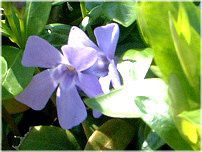 rJ~m[(Vinca minor L)