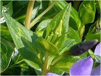 rJ~m[(Vinca minor L.)