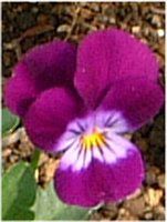 rI(Viola)