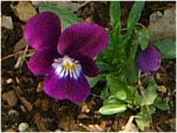 rI(Viola)