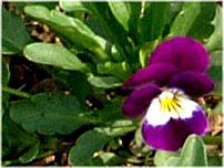 rI(Viola)