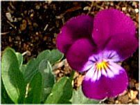 rI(Viola)