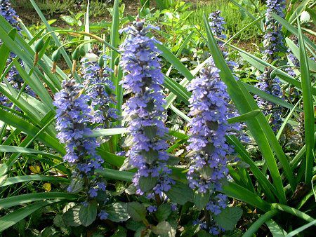 アジュガ Ajuga かぎけんweb