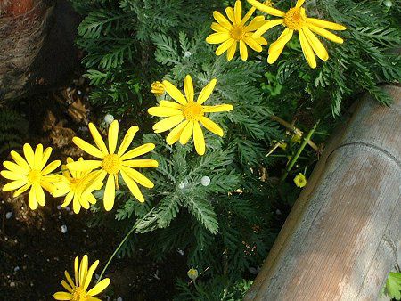 ���[���I�v�X�f�[�W�[(Euryops daisy)