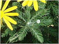 [IvXf[W[(Euryops dasiy)