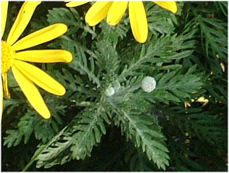 ���[���I�v�X�f�[�W�[(Euryops daisy)