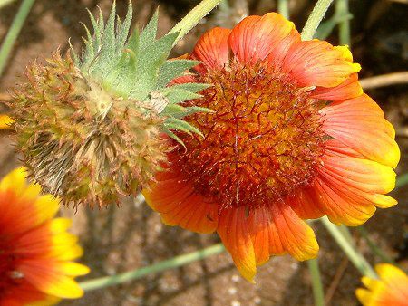 テンニンギク 天人菊 かぎけんweb テンニンギク 天人菊 かぎけんweb