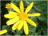 [IvXf[W[(Euryops dasiy)