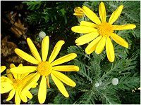 [IvXf[W[(Euryops dasiy)