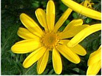 [IvXf[W[(Euryops dasiy)