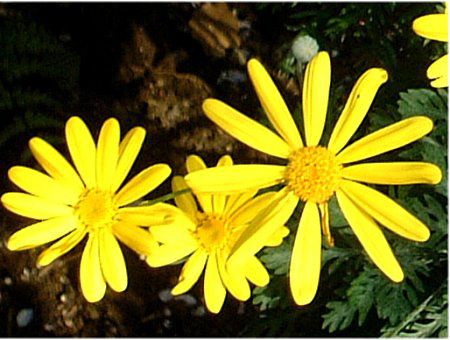 ���[���I�v�X�f�[�W�[(Euryops daisy)