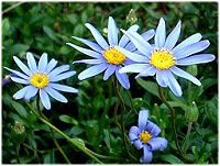 u[f[W[(Blue daisy)