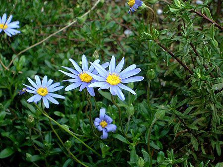 u[f[W[(Blue daisy)