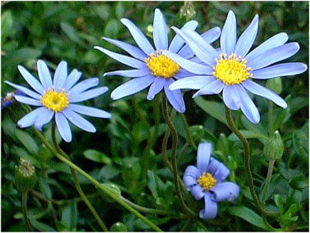 u[f[W[(Blue daisy)
