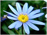 u[f[W[(Blue daisy)
