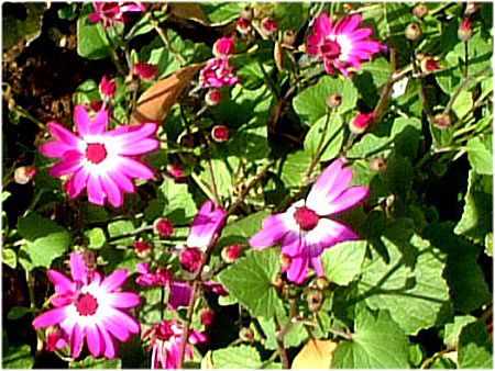 TClA(Cineraria)
