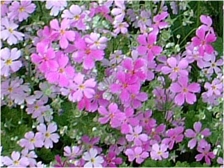 vE}RCfX(Primula malacoides)