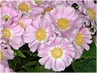 TClA (cineraria)
