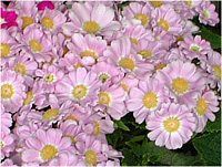 TClA (cineraria)