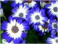 3月の花 2 02年 かぎけんweb 3月の花 2 02年 かぎけんweb