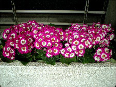 TClA(Cineraria)