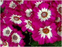 3月の花 2 02年 かぎけんweb 3月の花 2 02年 かぎけんweb