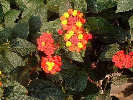 ^i(Lantana)