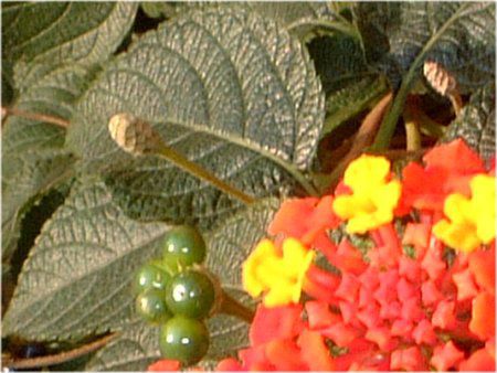 ^i(Lantana)