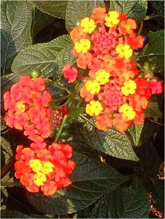 ^i(Lantana)