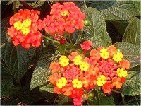^i(Lantana)